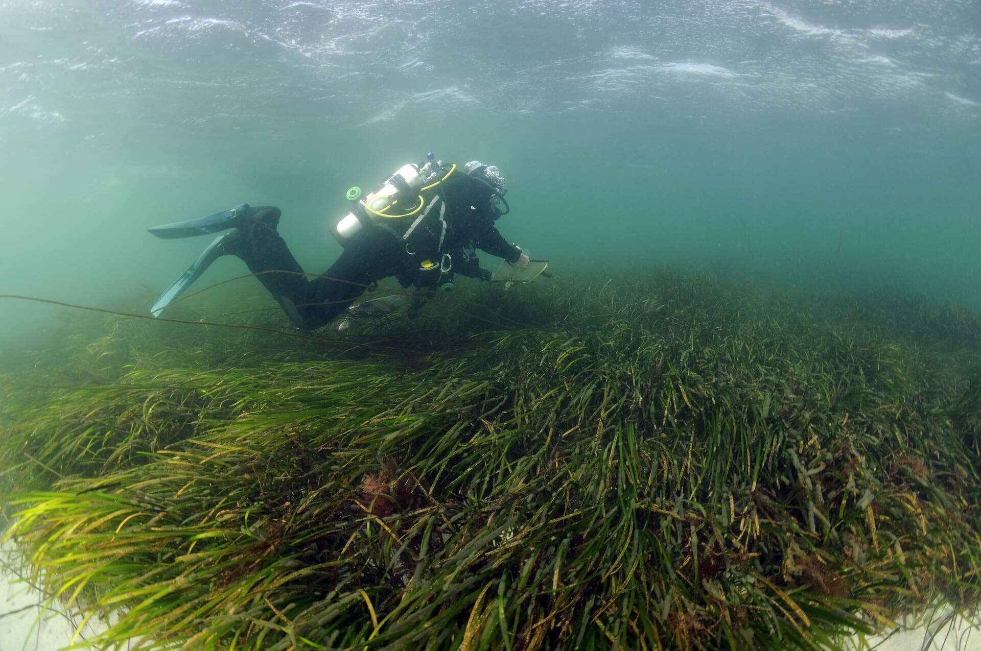 A diving surveyor swimming above a seagrass bed in the Sound of Barra ©NatureScot-Ben James