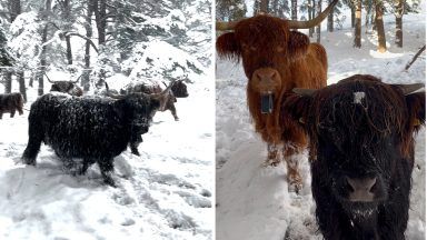 Watch as Highland cows play and race in the snow at Aberdeenshire farm
