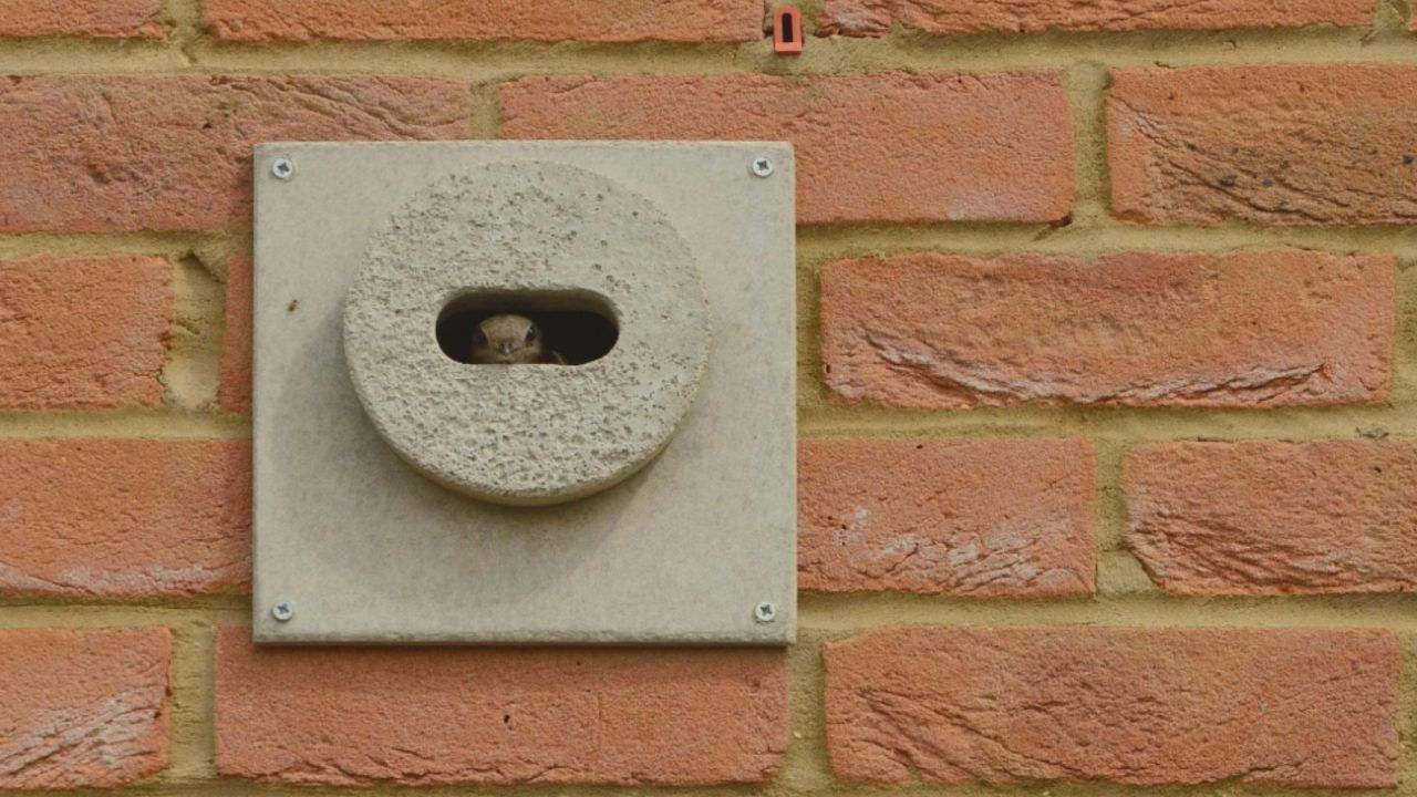 Swift bricks to be installed on all new buildings in Scotland