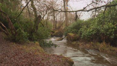 Loch Wood: Ancient woodland ‘under threat’ from battery storage plans, campaigners warn