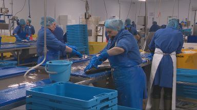 Scottish fish processors warn new EU export paperwork could put jobs at risk
