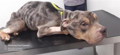 Glasgow man neglected American Bully in ‘worst case of starvation seen in a decade’