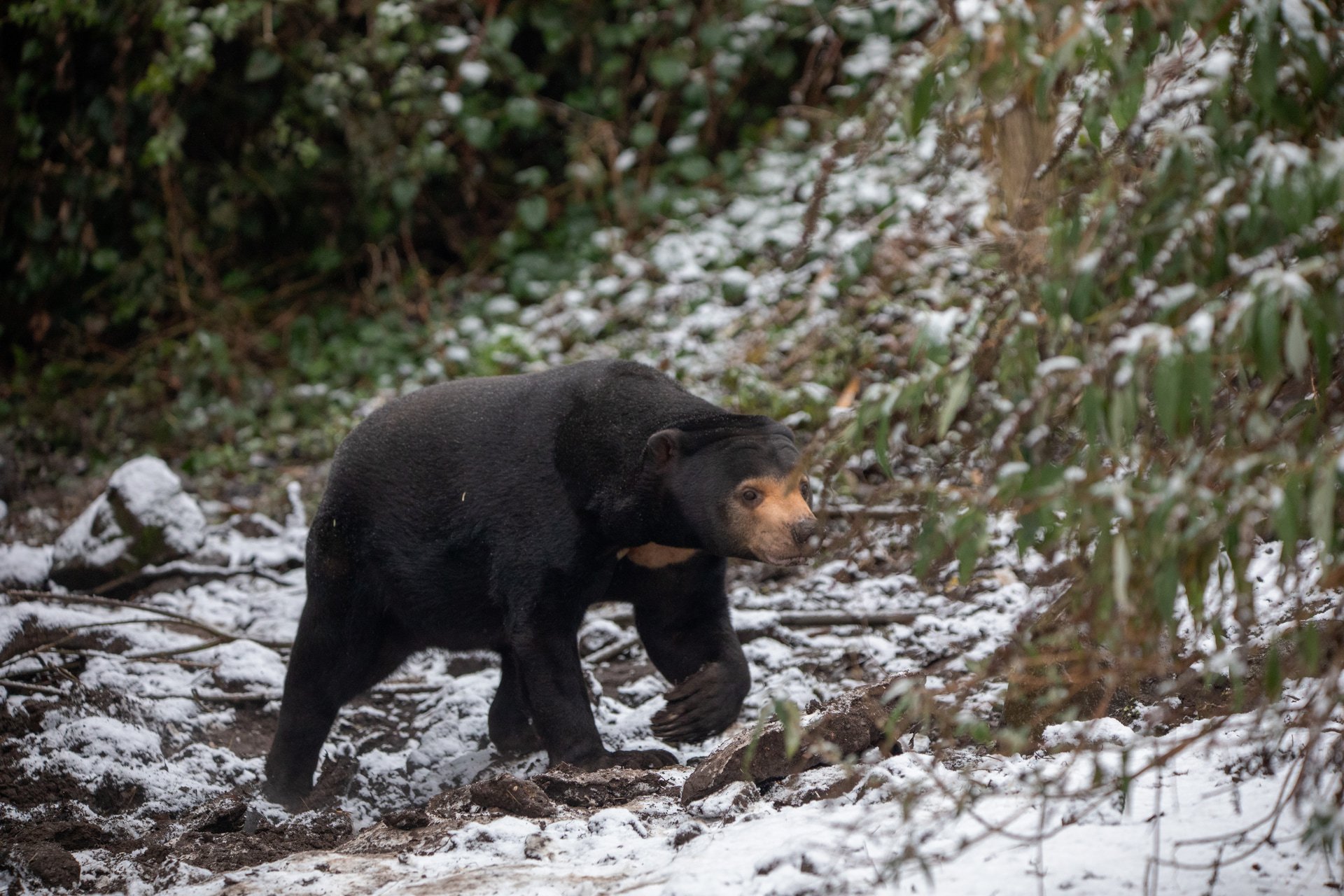 Sun bear at Edinburgh Zoo