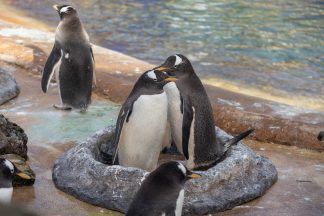 More than 100 gentoo penguins get ready for nesting season at Edinburgh Zoo