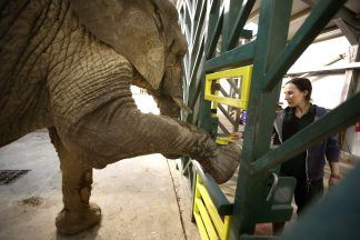 Safari park bids ‘very sad farewell’ to Scotland’s only African elephant