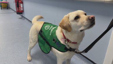 Dogs For Good seeks families to foster therapy dogs helping stroke patients at Inverclyde Royal Hospital