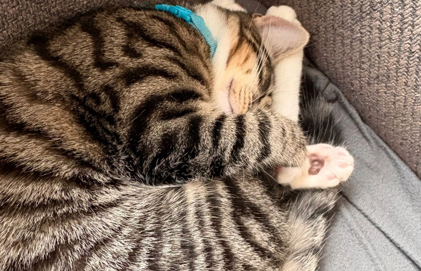 Daisy has settled into her new home.