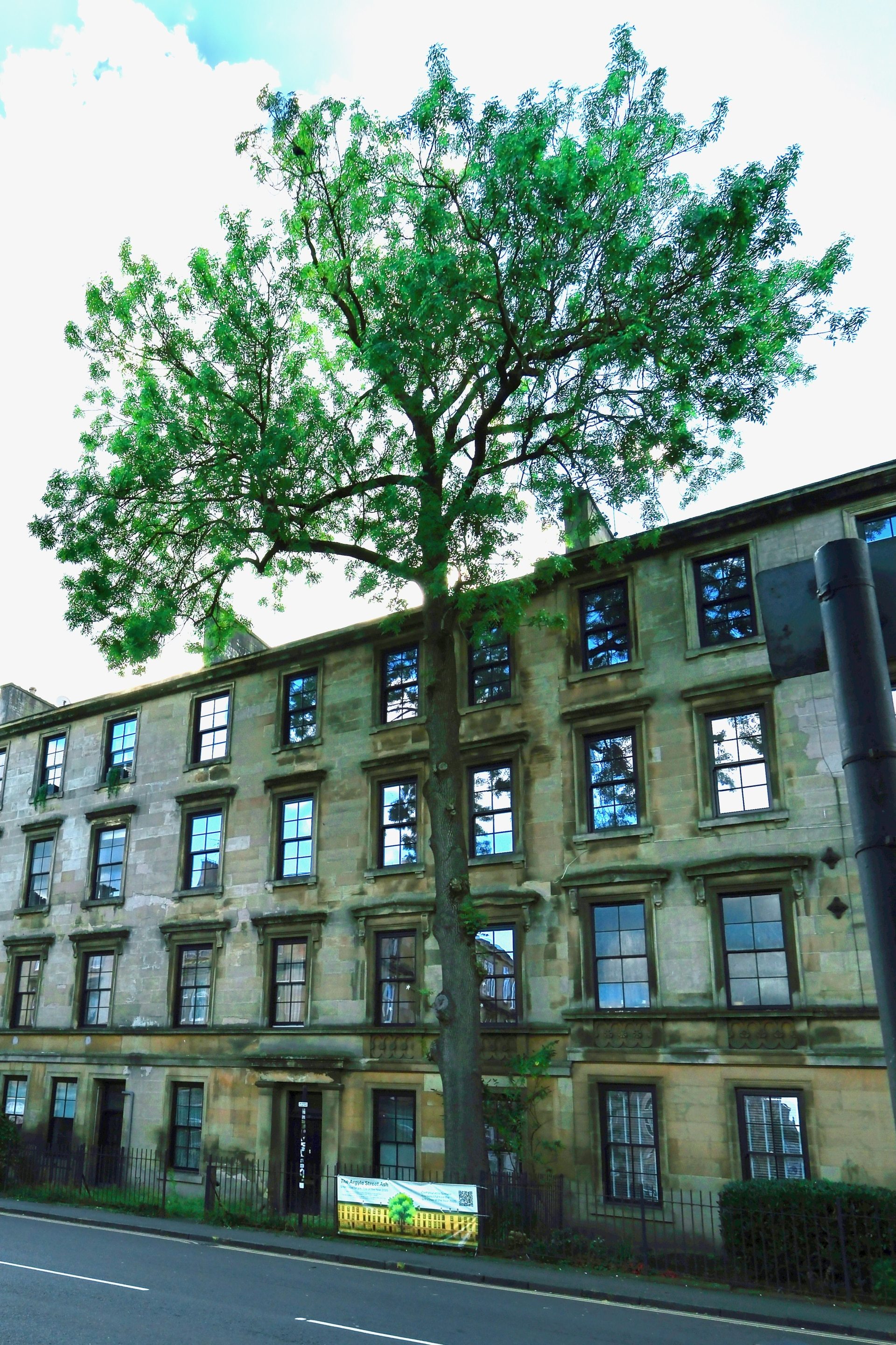 The Argyle Street Ash