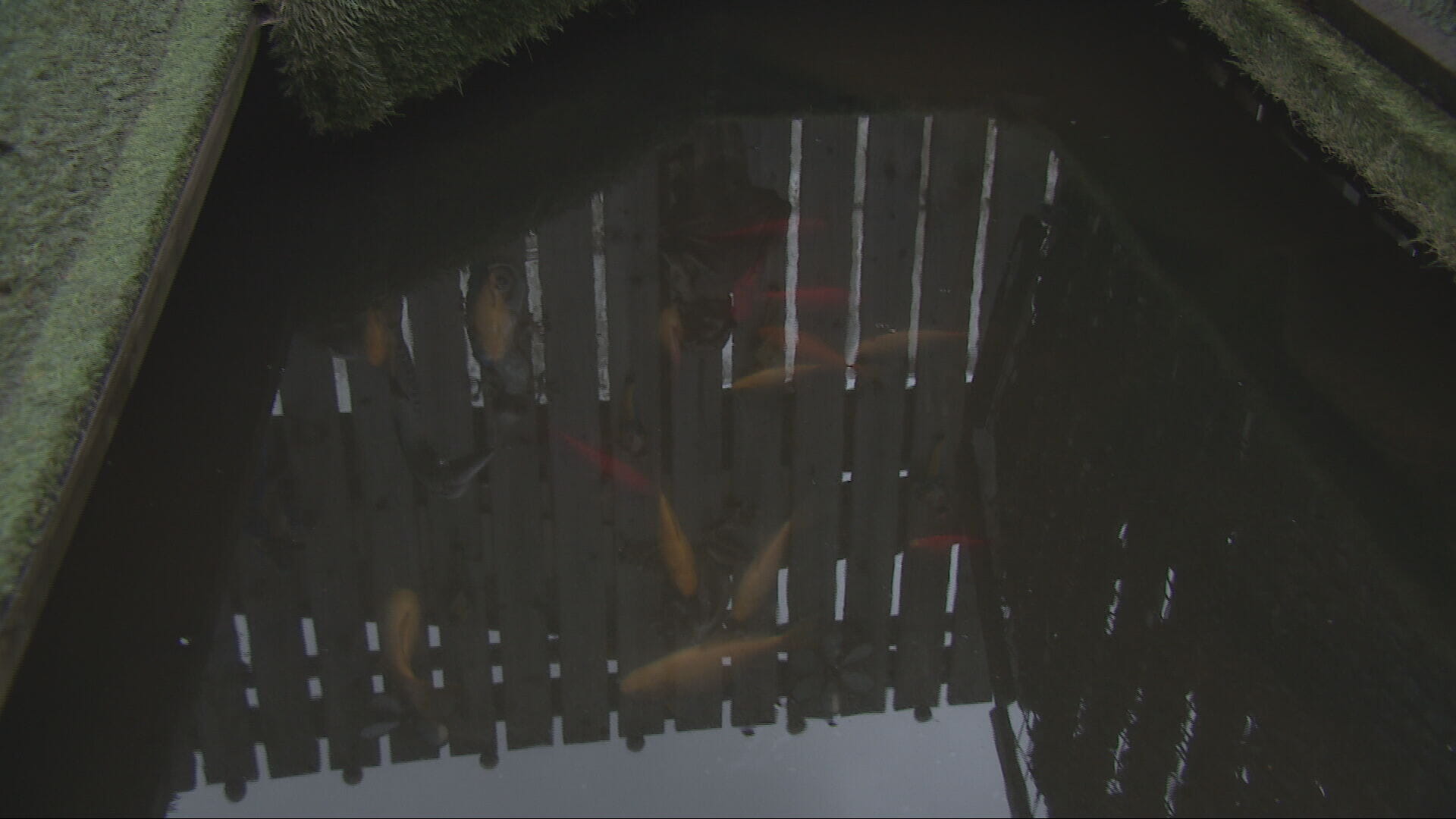 Alan's fish pond used to have clear water