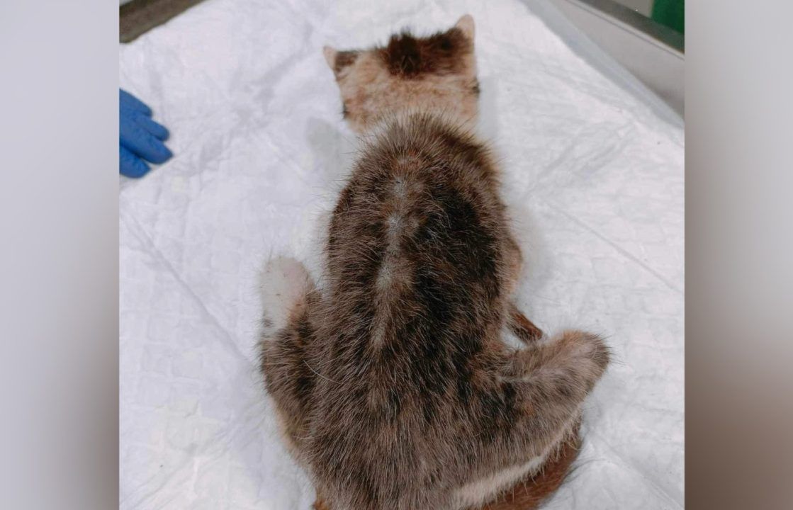 Cat euthanised after one of ‘worst cases of neglect’ vet had ever seen