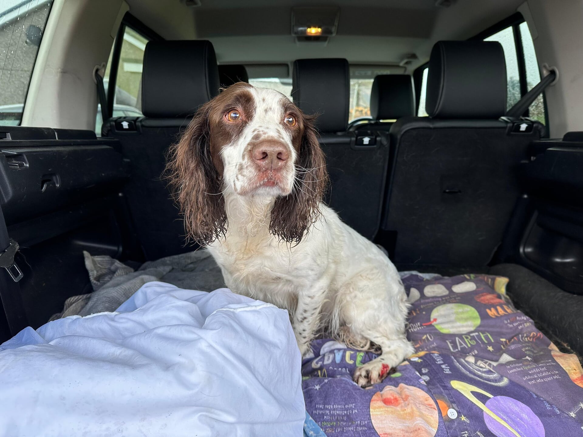 The dog was found alive but cold after spending the night in the snow