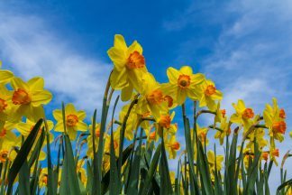 When does spring really begin in Scotland?