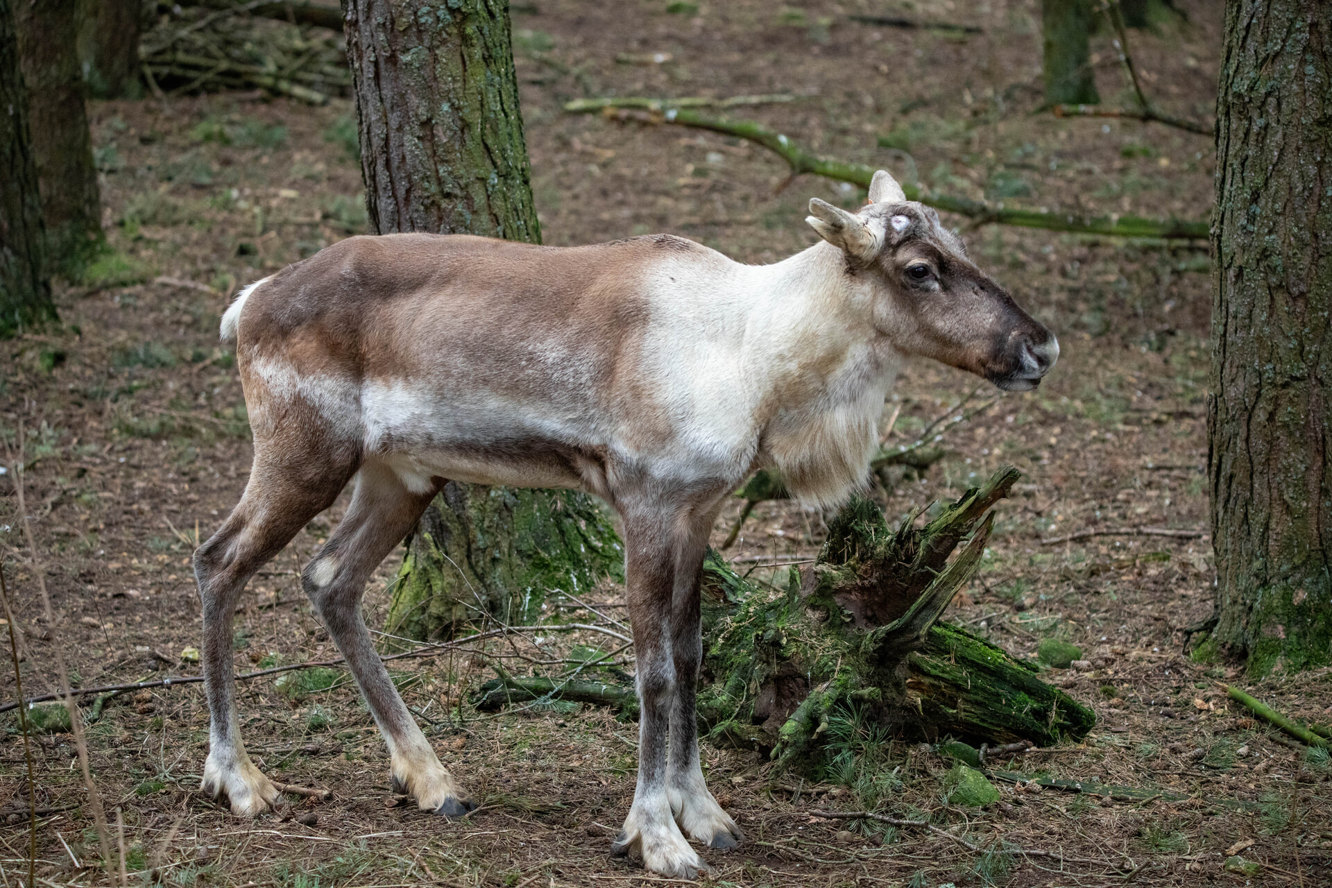 The UK’s only male European forest reindeer, born at the Royal Zoological Society of Scotland’s (RZSS) Highland Wildlife Park in 2020, has returned after a stay at Whipsnade Zoo.