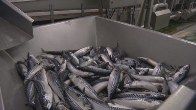 Fishing leaders criticise Waitrose decision to drop mackerel