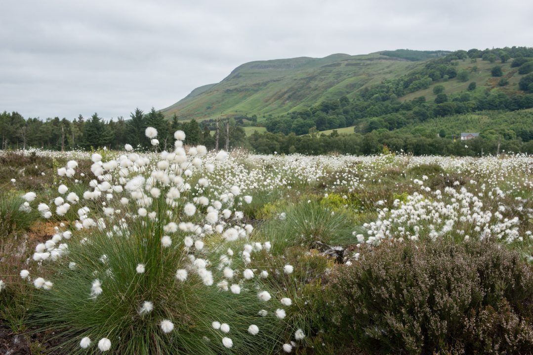 Thousands object to Woodland Trust plans to fell Loch Leven woodland