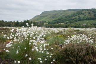 Thousands object to Woodland Trust plans to fell Loch Leven woodland