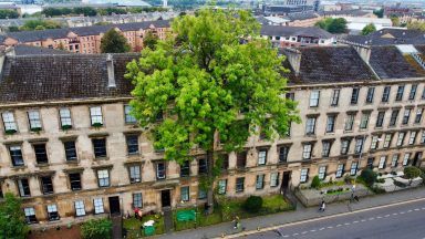 Glasgow’s Argyle Street Ash in running for European Tree of the Year