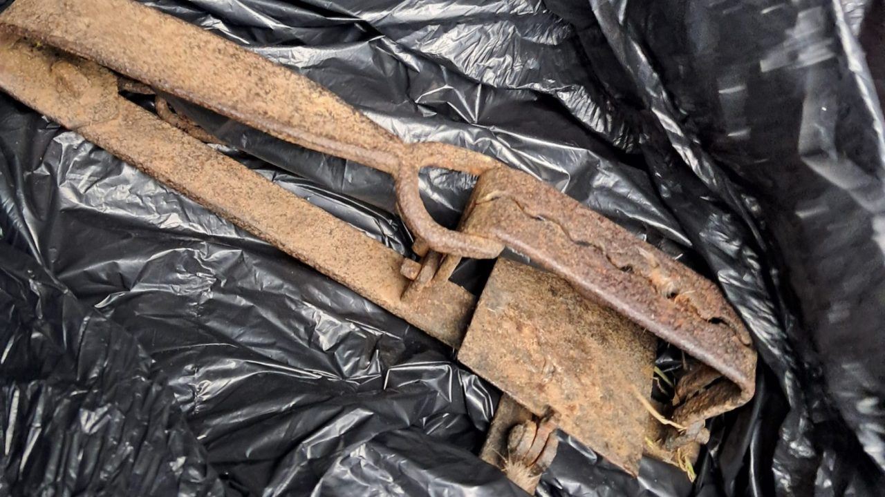 Cat euthanised after getting caught in ‘inhumane’ gin trap banned in Scotland for over 50 years