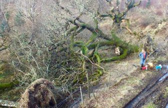 Locals ‘outraged’ after 50 trees cut down in Dalmally without permission