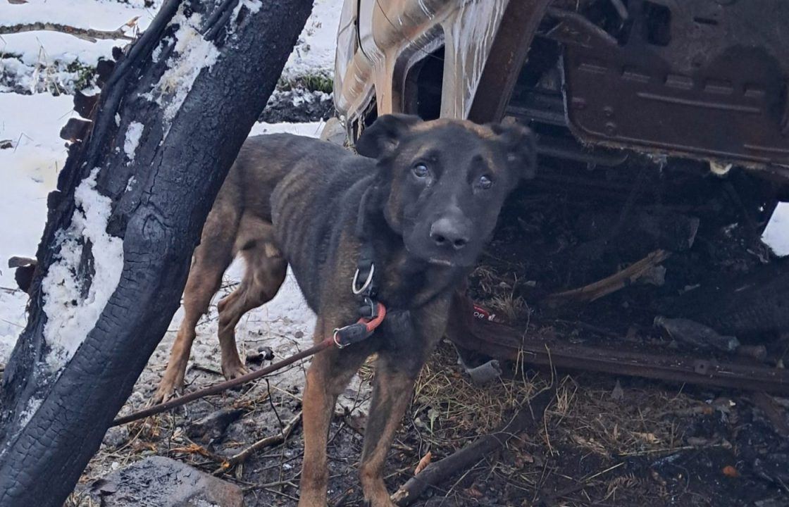 Underweight dog found tied to tree in secluded woodland near Dalkeith