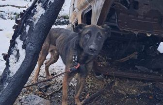 Underweight dog found tied to a tree in secluded woodland near Dalkeith