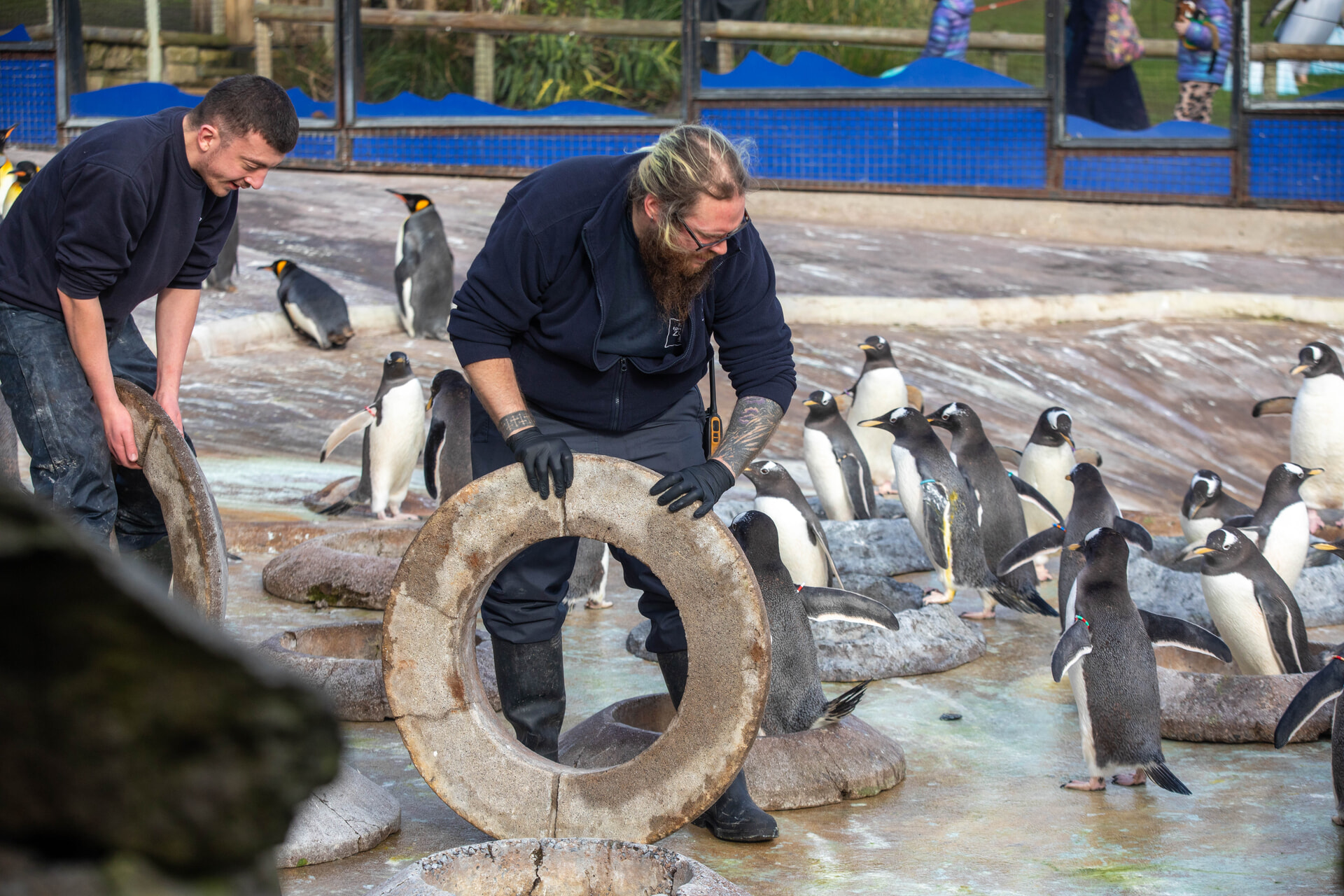 Nest rings have been put in place by staff
