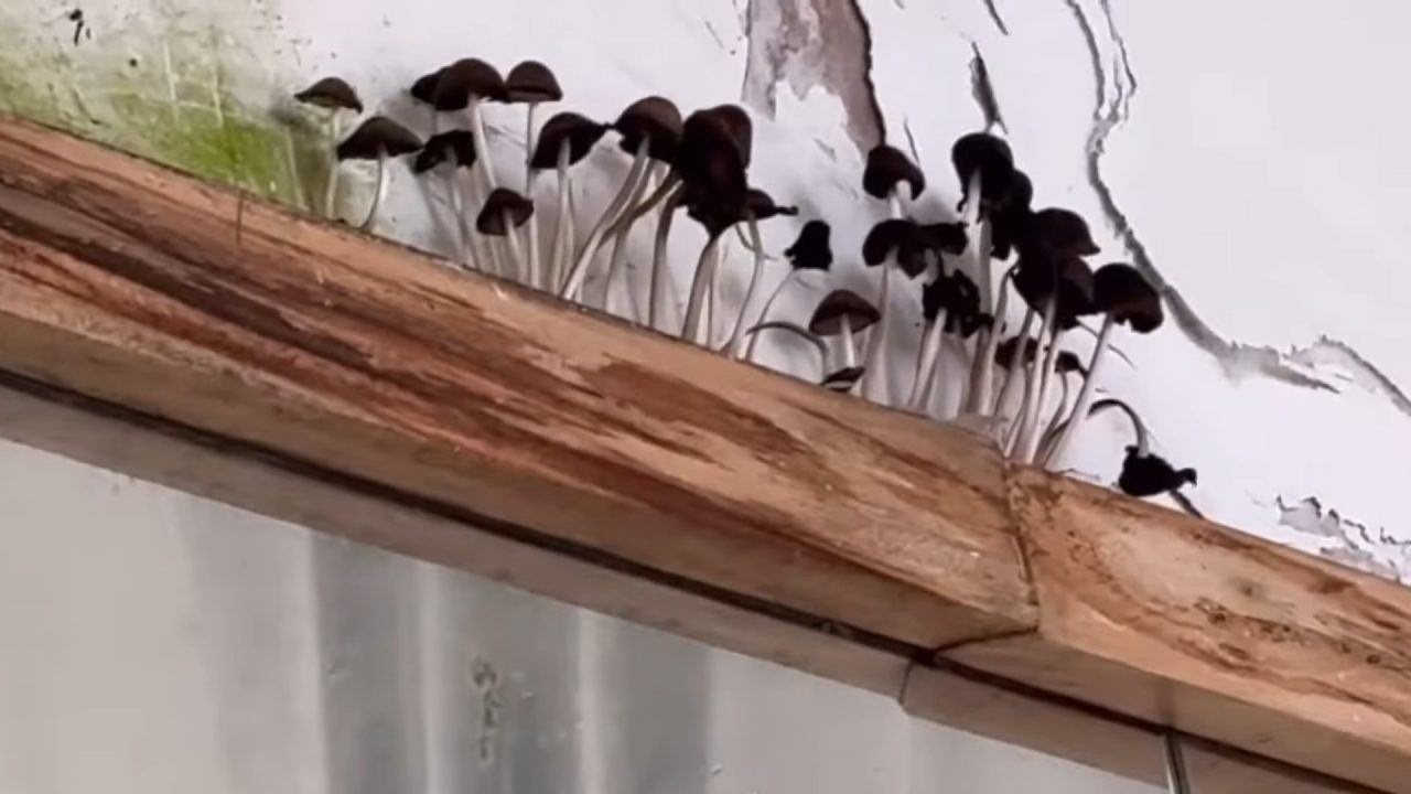 Mushrooms growing inside storm-damaged Helensburgh Leisure Centre