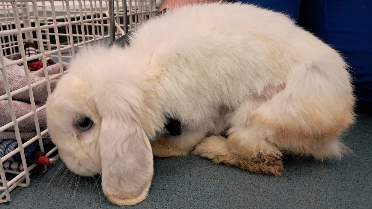 Rabbit in ‘extremely poor’ condition found abandoned in field