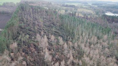 Major woodland restoration under way at Haddo House after Storm Arwen