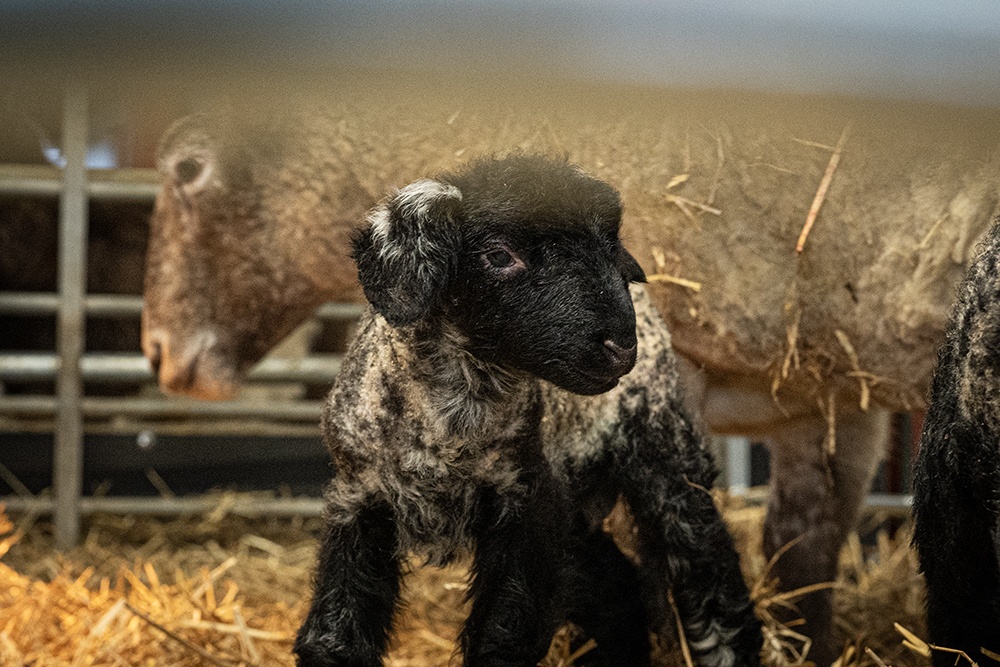 Britain's loneliest sheep gives birth