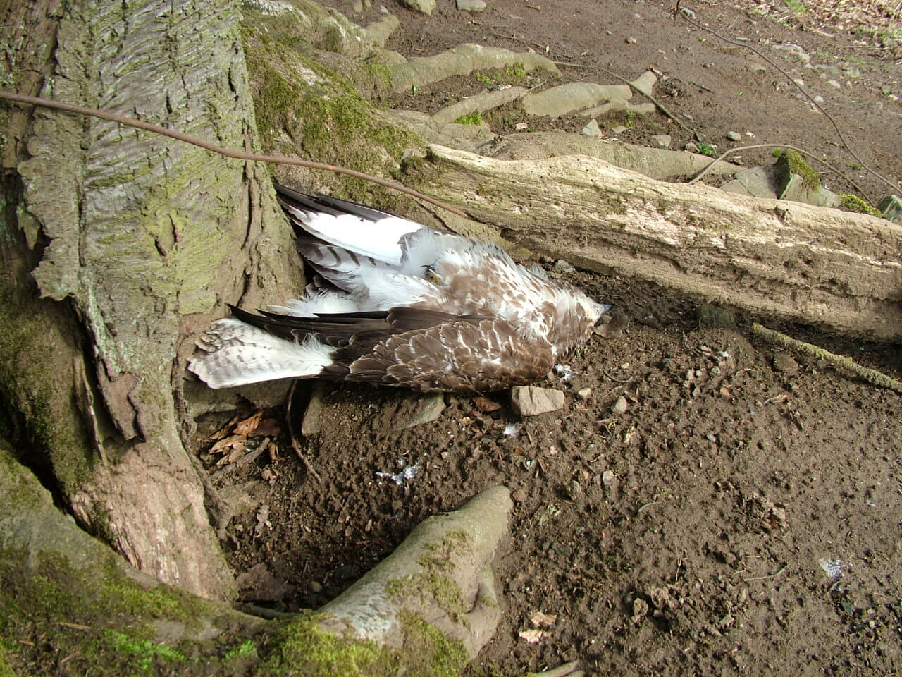 Poisoned buzzard on Edradynate Estate in March 2009.