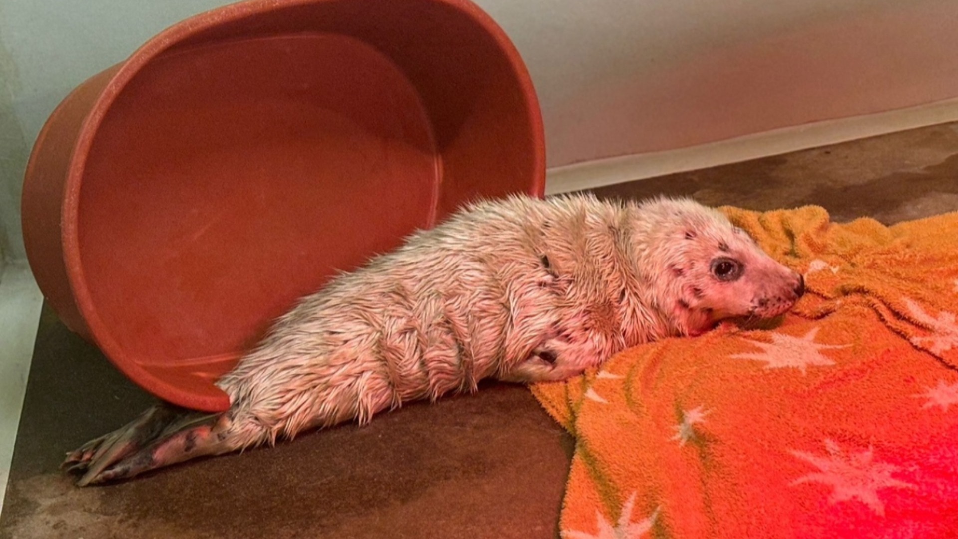 Last May, the centre saw 25 harbour seal pups arrive at once.
