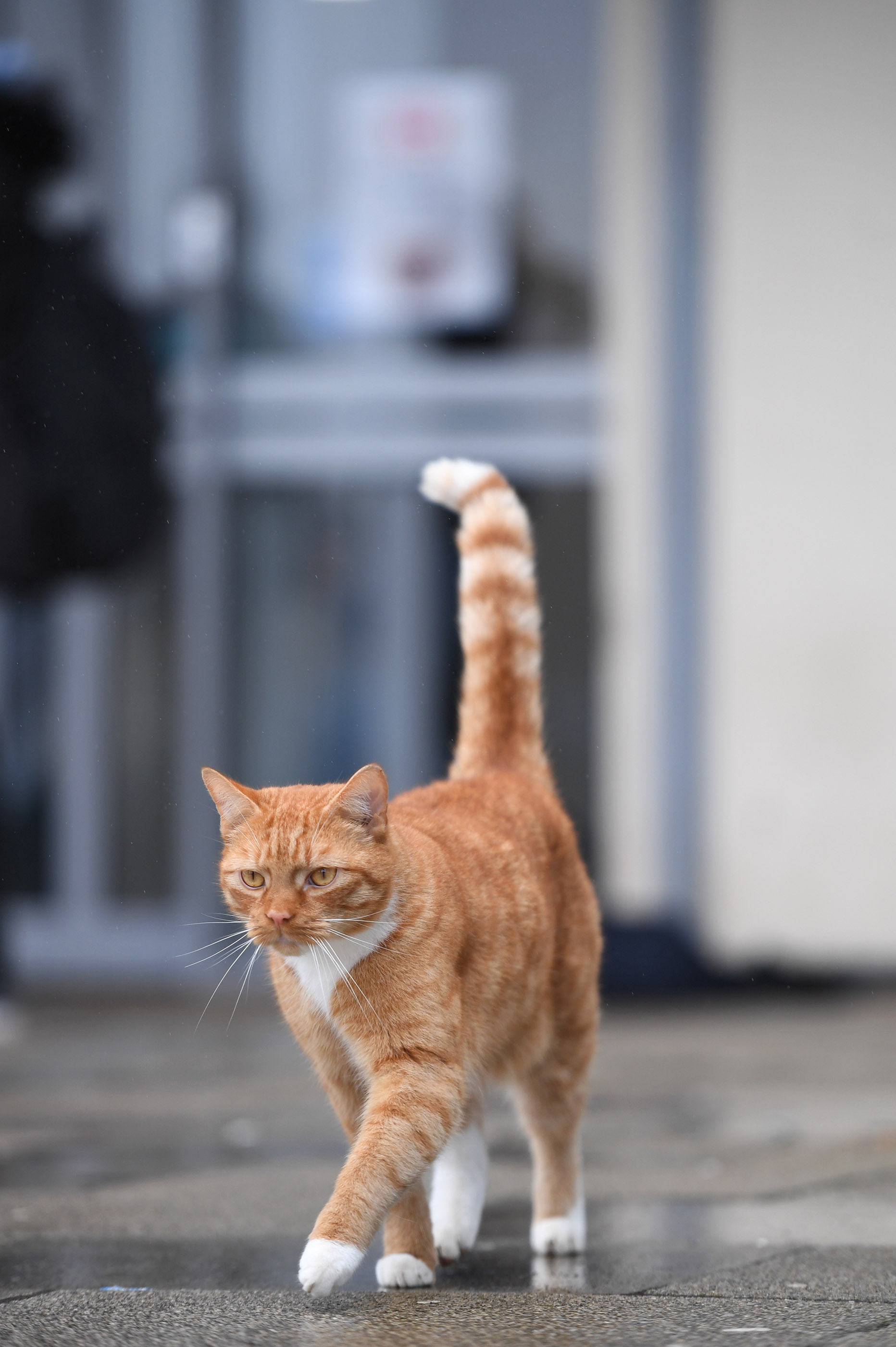 Rebel, not his real name, has been roaming around Glasgow Clyde College’s Cardonald campus, entering lessons and is even alleged to have set off an alarm.