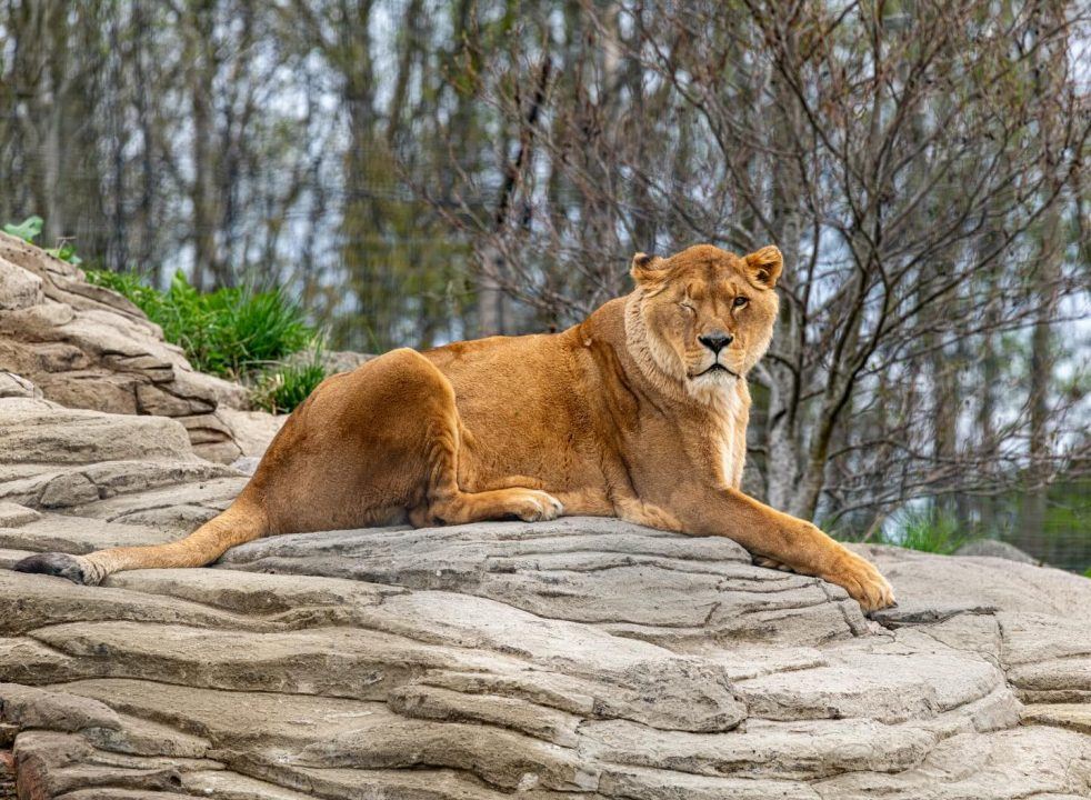 Lion rescued from travelling circus dies at Five Sisters Zoo