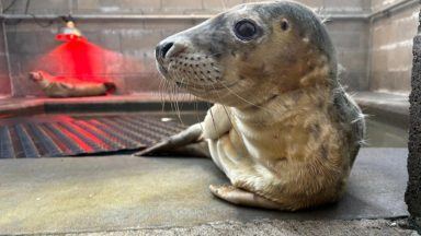 Seal pups being bottle-fed by animal charity as rescue numbers soar 