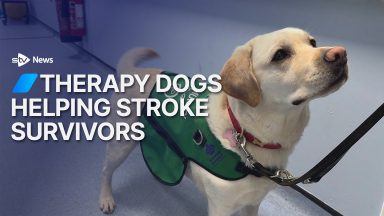 Therapy dogs helping stroke survivors with recovery
