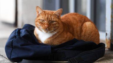 Ginger tabby cat banned from college after months of wandering corridors