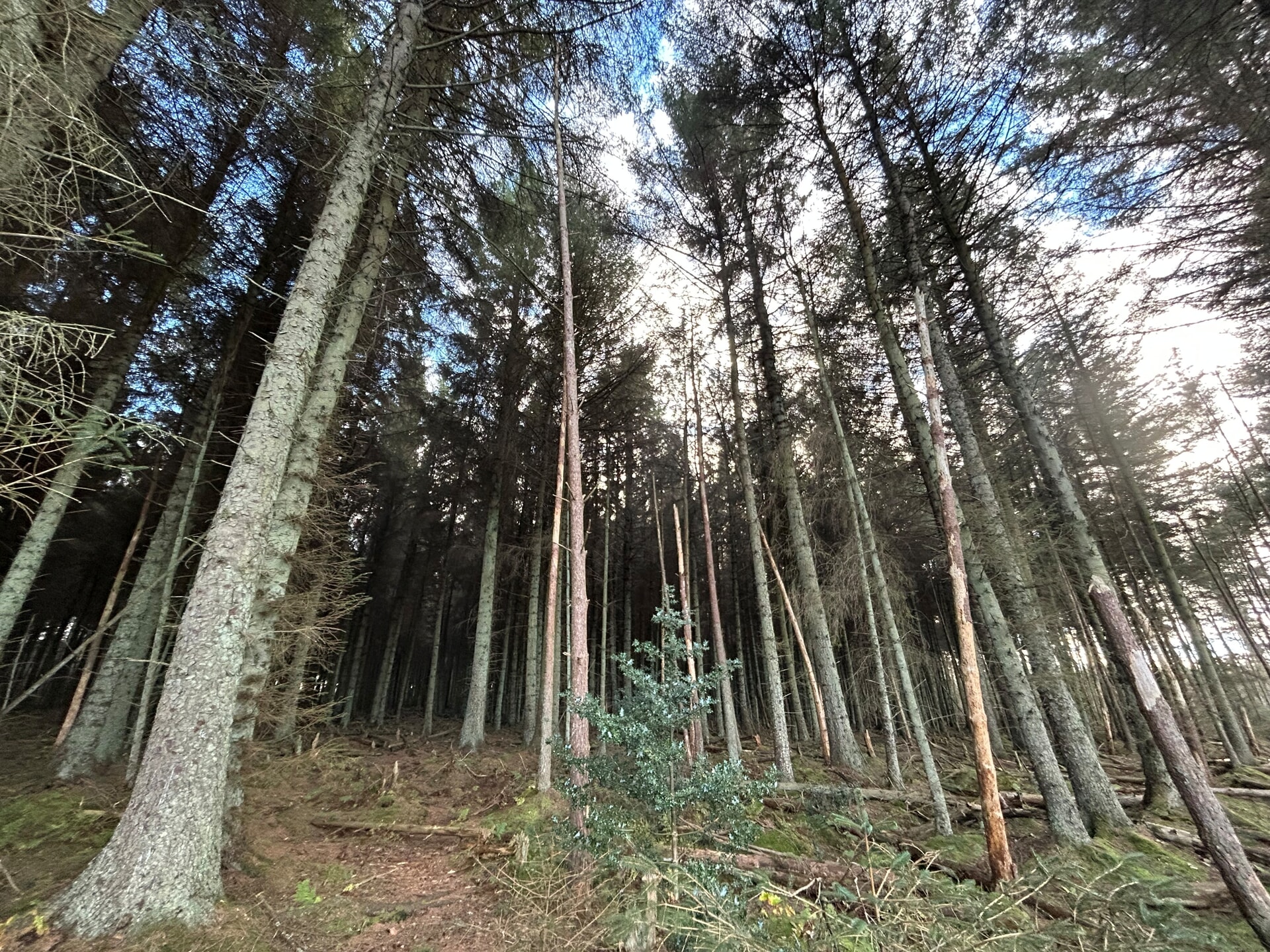 Portmoak Moss woodland