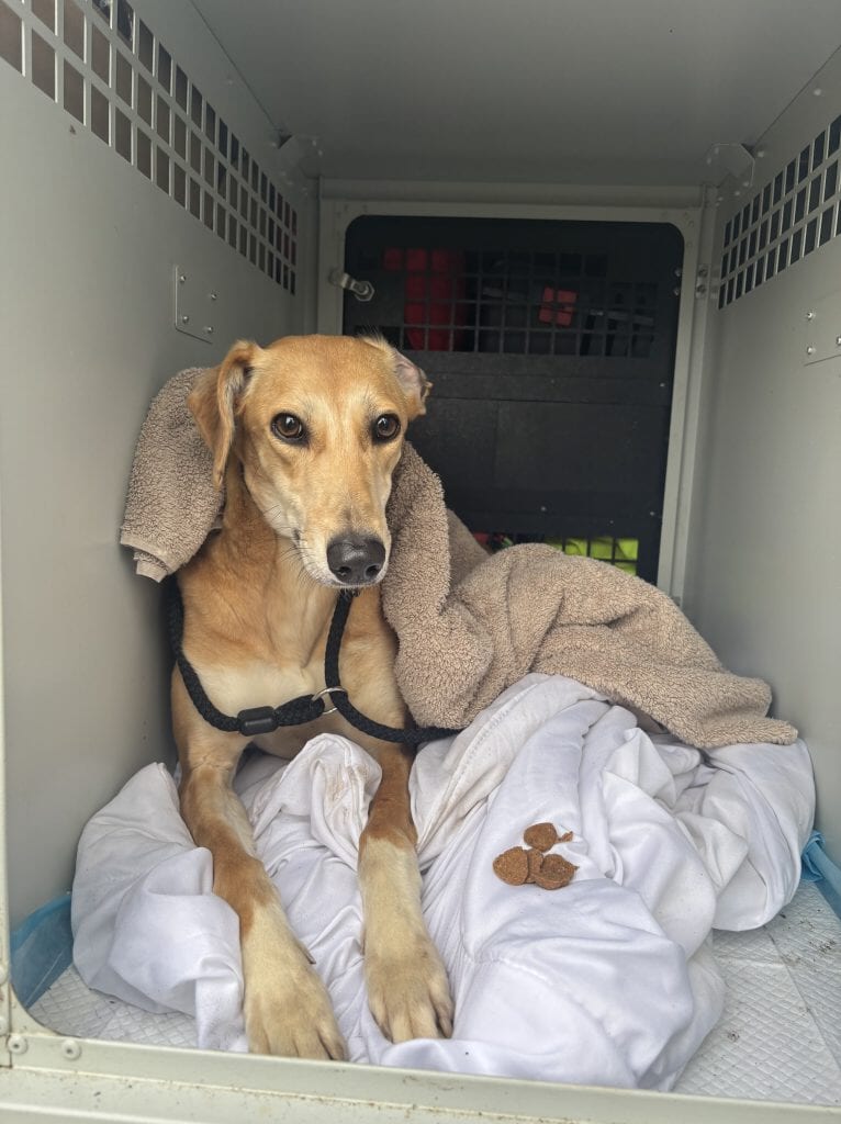 The dog has been taken in by animal rescue officers.