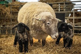 Britain’s ‘loneliest’ sheep found stranded on cliff gives birth to first lambs 