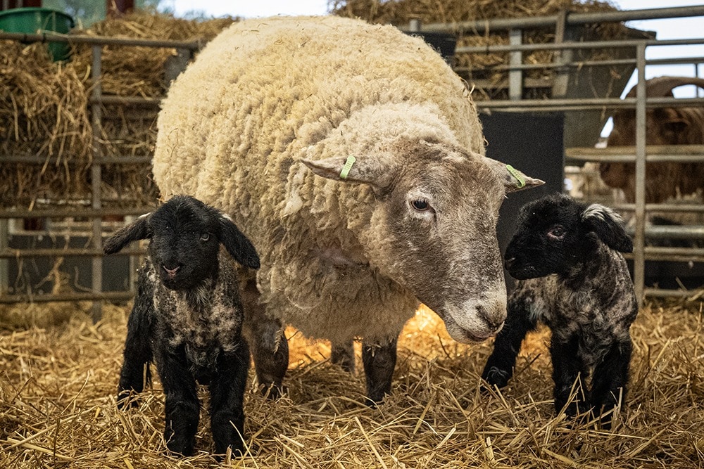 Britain’s ‘loneliest’ sheep found stranded on cliff gives birth to first lambs 