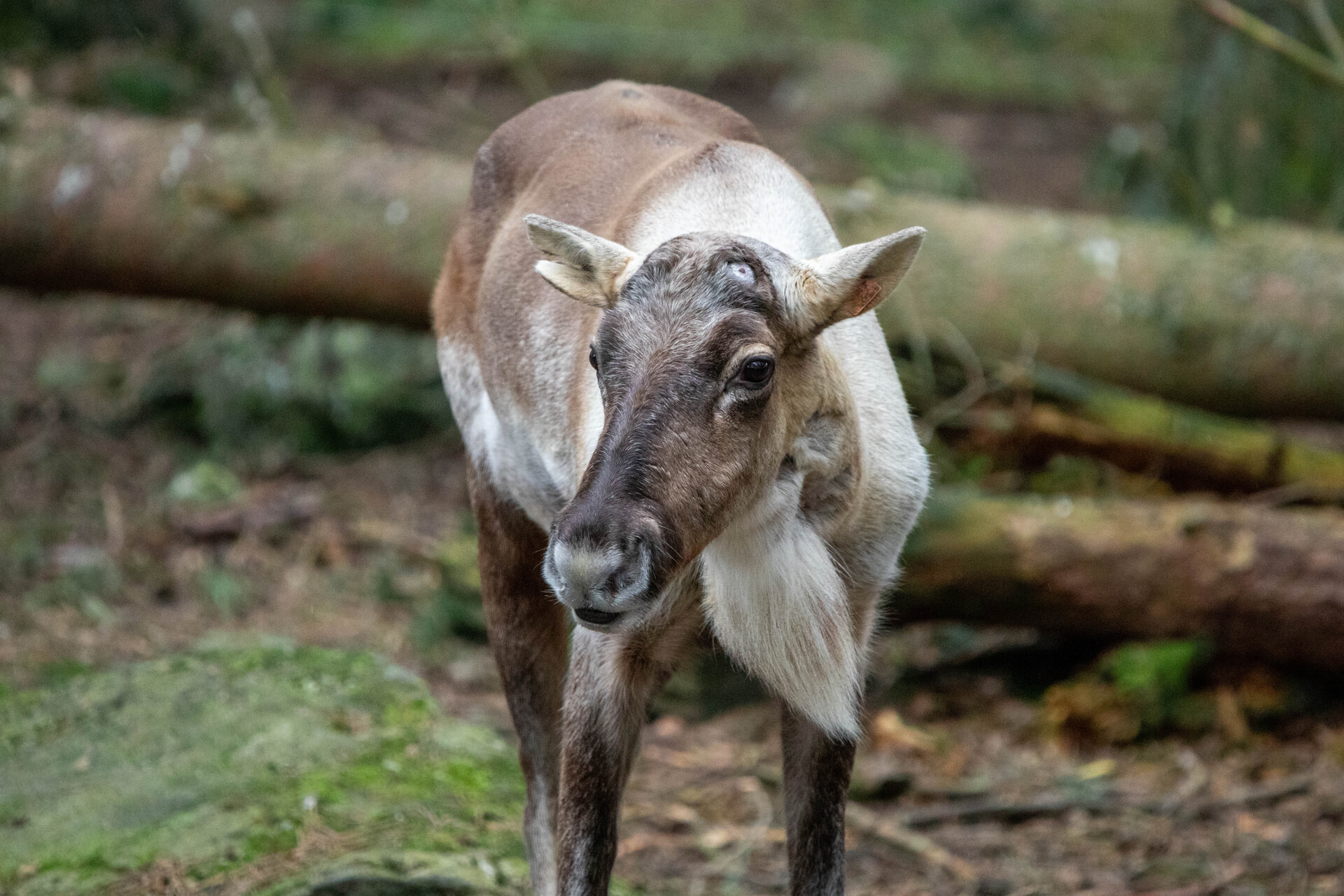 The UK’s only male European forest reindeer, born at the Royal Zoological Society of Scotland’s (RZSS) Highland Wildlife Park in 2020, has returned after a stay at Whipsnade Zoo.