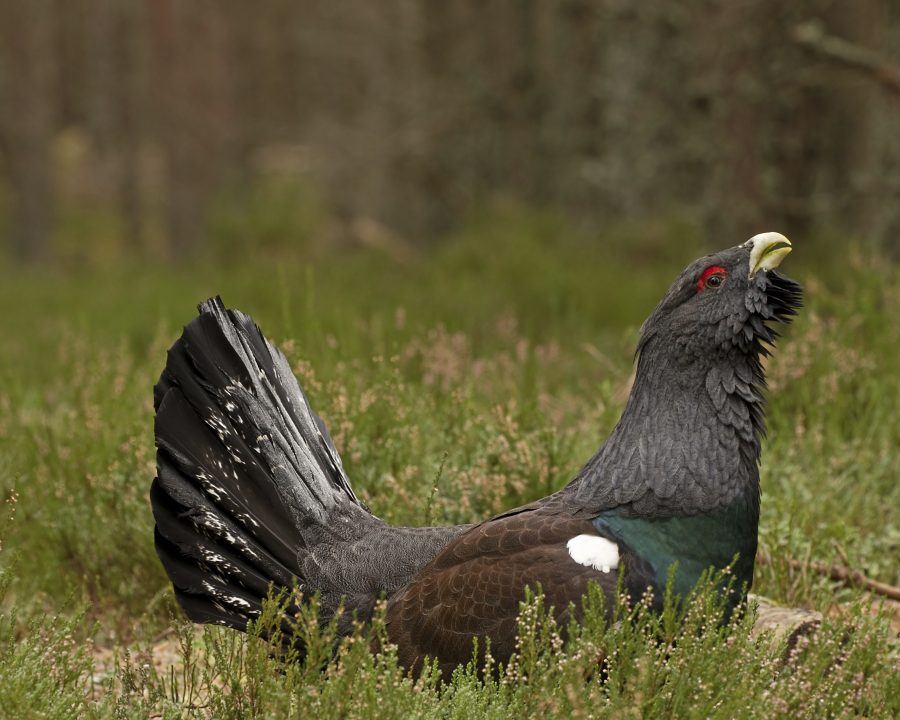 Boost for critically endangered Capercaillie at Abernethy nature reserve
