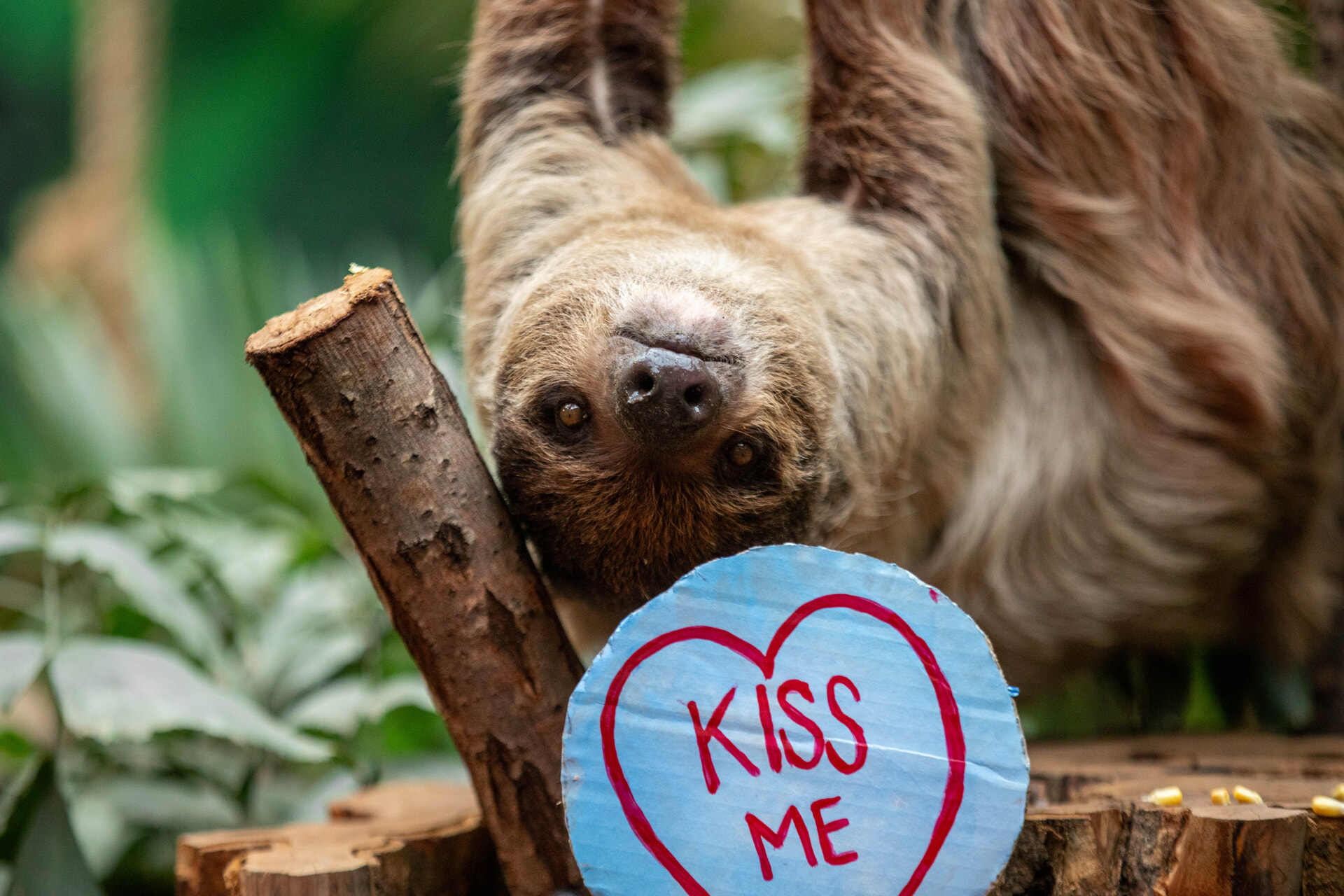 Fe, the Linne’s two-toed sloth