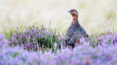 Nature network for Oban welcomed