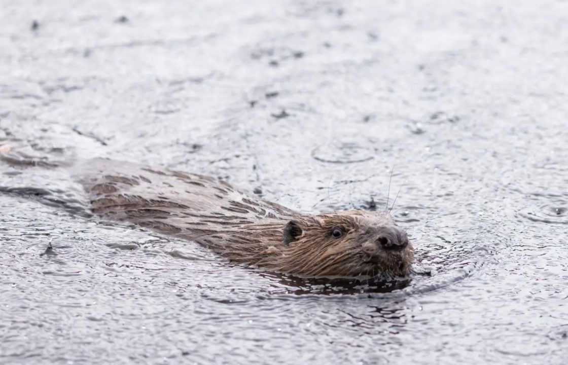 More beavers released in Highland glen in ‘wildlife success story’