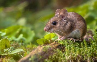 ‘Do not eat’: Porridge pulled from shelves over fears of contamination with mice
