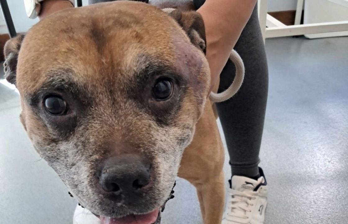 Man who refused vet treatment for dog later put down banned from owning animals