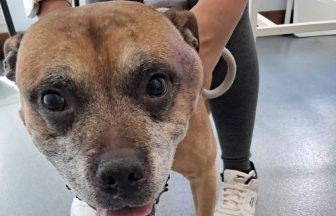 Man who refused vet treatment for dog later put down banned from owning animals