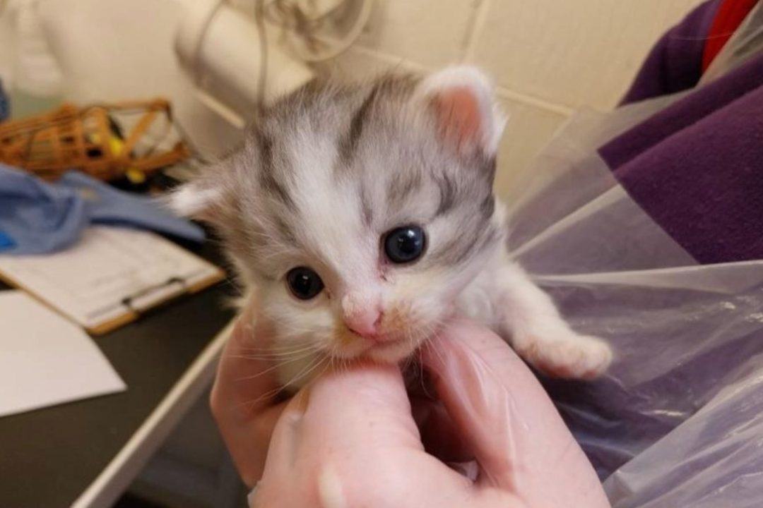 Man banned from selling animals after keeping 12 kittens in ‘dark and dirty’ shed